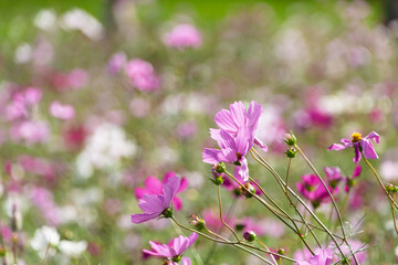 秋晴れの公園一面に広がる満開のピンクと白のコスモス畑