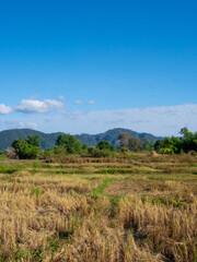 Golden Rice Field in Valley Amidst Mountains under Clear Sky, Mae Sot, Tak, Thailand Vol2