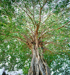 Large Bodhi Tree Spreading Branches Providing Wide Natural Shade