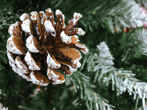 A natural pine cone decorated with white paint tips, giving a frosted or snowy appearance, resting against an artificial pine branch.
