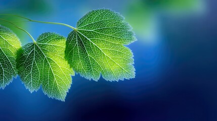 Close-up of vibrant green leaves with intricate vein patterns, backlit by soft sunlight, set against a blurred deep blue background. The image evokes a sense of