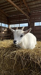 Rustic Serenity: Baby Goat Napping on Hay Bale in Barn