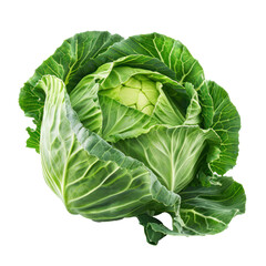 Fototapeta premium Green Cabbage, clipping path isolate on transparency background