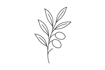Fototapeta premium Olive branch line art drawing with fruit and leaves