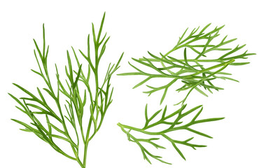 photograph of several fresh sprigs and leaves of dill herb, known for its distinctive aroma and use in cooking, isolated on black.