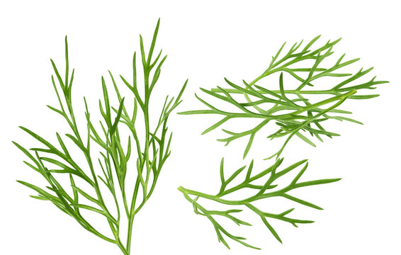 photograph of several fresh sprigs and leaves of dill herb, known for its distinctive aroma and use in cooking, isolated on black.