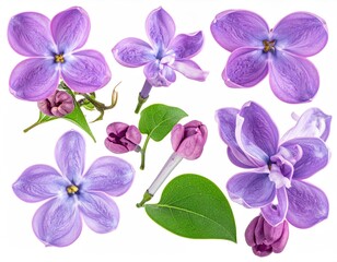 Lilac blossoms & buds. Detailed view, isolated
