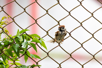 Cute Round and Fluffy Bird Eurasian Tree Sparrow perching and Preening in a tree and branch. Round bird. Tree Sparrows