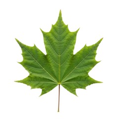 A vibrant green maple leaf with detailed veins isolated on white background
