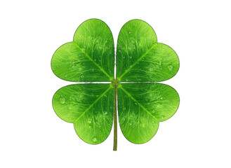 Four Leaf Clover Symbol of Luck with Glittering Green Leaves and Stem on Black Background
