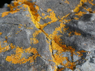 Orange lichens growing on cracked rock