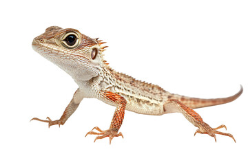 Naklejka premium Intricate lizard with detailed scales and sharp claws, a natural wonder