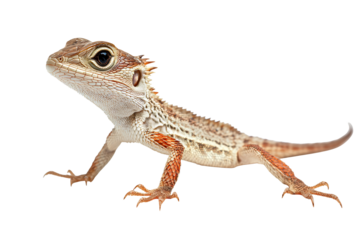 Intricate lizard with detailed scales and sharp claws, a natural wonder