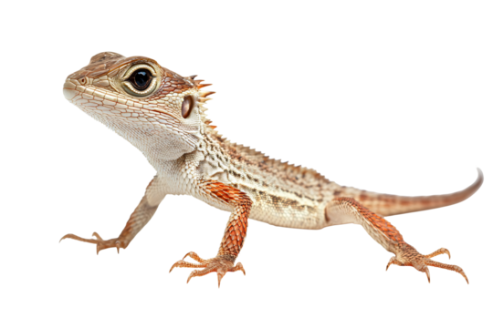 Intricate lizard with detailed scales and sharp claws, a natural wonder