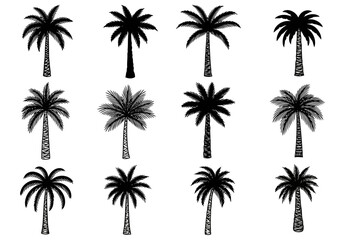 Fototapeta premium Set of twelve different black silhouette palm tree icons for tropical design element