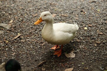 White Duck Walking On Gravel Path Surrounded By Leaves
