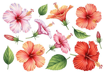 Collection of watercolor hibiscus flower illustrations with leaves and buds