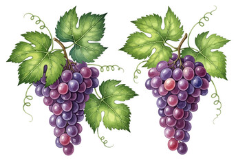 Obraz premium Watercolor illustration of two bunches of ripe purple grapes with green leaves and tendrils