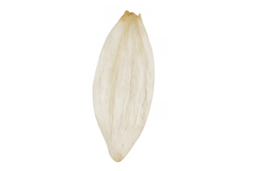 Single dry cream and white flower petal symbolizing fragility, softness, and natural decay. Transparent background