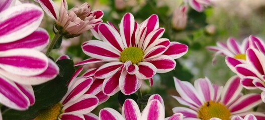 pink and white flower