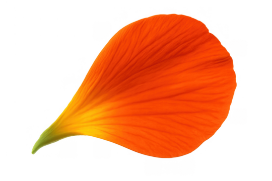 Orange flower petal with natural texture and green stem isolated on transparent background