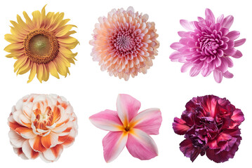 Collection of Diverse Flowers on White Background