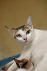 Newborn kittens drink their mother's milk and mother posing to camera