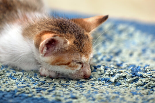 Cute kitten sleeping on bed