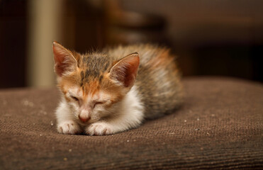 Cute kitten sleeping on bed	
