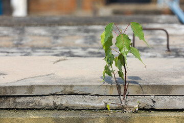 Small pippala or peepal plant germinating from the concrete wall 