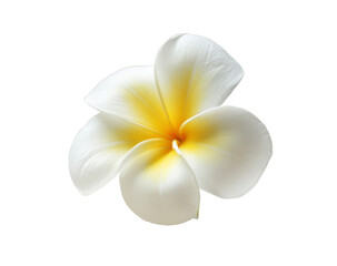 Fototapeta premium plumeria flower isolated on white background.