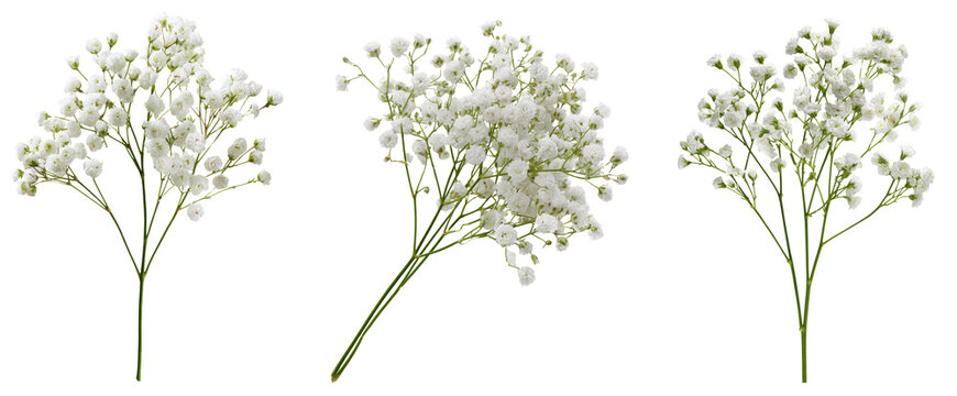 gypsophila isolated on white background, baby's breath, set of 3.