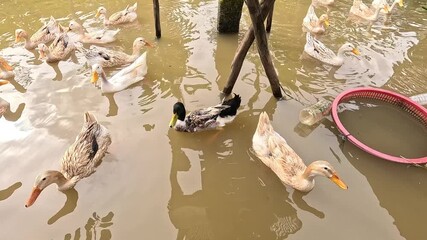 A flock of domestic ducks swimming freely in a muddy pond at a traditional rural farm in the Mekong Delta, Vietnam.