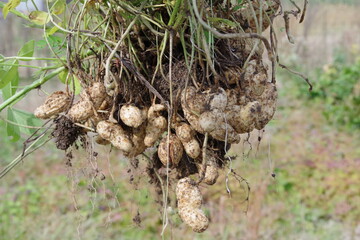 とれたての落花生