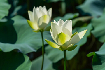 Obraz premium white lotus blooming in pond