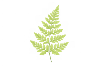 Fern frond featuring vibrant green, compound leaves, with a transparent background for versatile design use