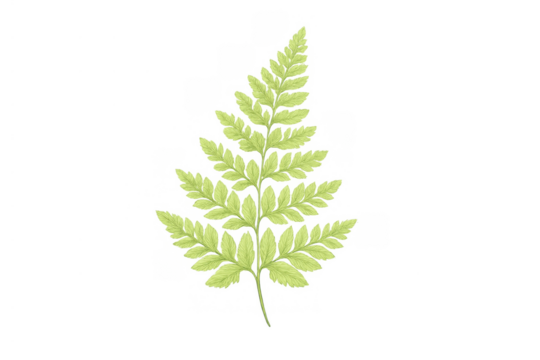 Fern frond featuring vibrant green, compound leaves, with a transparent background for versatile design use