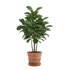 Fiddle Leaf Fig Tree In Terracotta Pot With Transparent Background Isolated Green Leaves Lush Plant Houseplant For Interior Decor