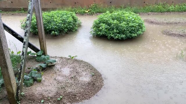 A static shot of a residential vegetable garden showing green peanut plants Arachis hypogaea in flooded soil beds while rain continues to fall.