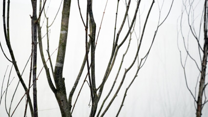 Birch tree winter branches swaying in wind captured in studio