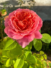 Fototapeta premium Pink roses in the garden of pink roses. Blooming Roses on the Bush. Growing roses in the garden.