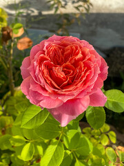 Pink roses in the garden of pink roses. Blooming Roses on the Bush. Growing roses in the garden.