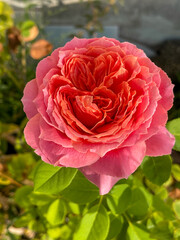 Pink roses in the garden of pink roses. Blooming Roses on the Bush. Growing roses in the garden.