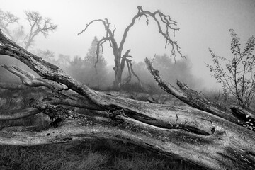 dramatic black and white image of a tree in the fog with fallen trees in foreground, spooky high contrast dark gothic.