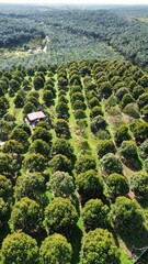 Fototapeta premium A showcase of innovative durian farm development in the tropics.