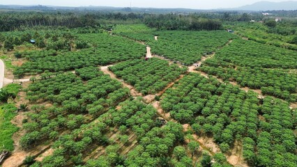 The plantation layout showcases modern tropical agriculture, efficient land use, and commercial-scale papaya cultivation.