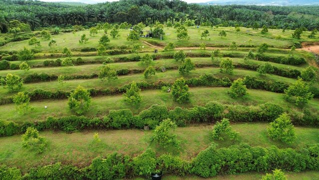 Drone photo of a systematically developed durian plantation featuring irrigation lines, contour planting, and well-structured pathways. This modern farm design reflects advanced agricultural planning 