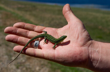 Green lizard in hand