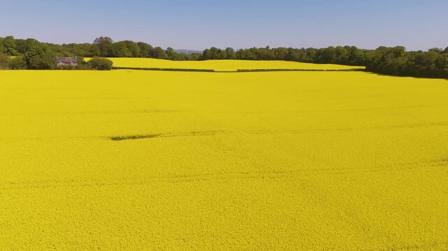 flying over a rape seed field with bright yellow blooms in Scotland