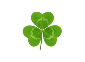 four leaf clover